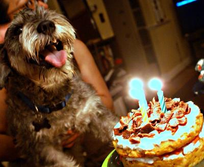 Doggie Birthday Cake on Happy Birthday Genuitec  Dog Birthday Cake 2 21613024     Genuitec