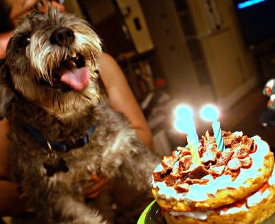 Doggie Birthday Cake on Happy Birthday Genuitec Dog Birthday Cake 2 21613024 Genuitec